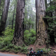 Illustration for article titled Motorcycle Road Trip, Day 10: Giant Trees and the road back home